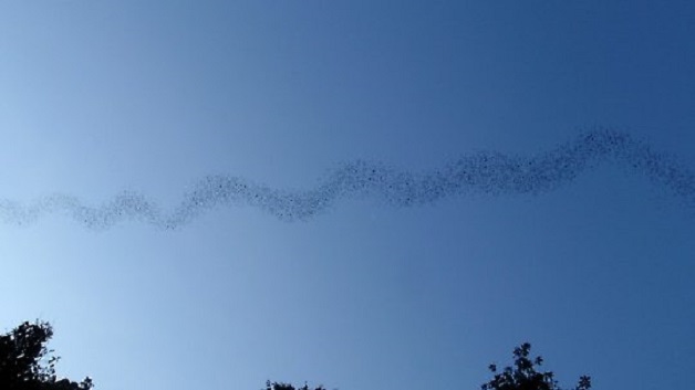 Bats in group Bats in group